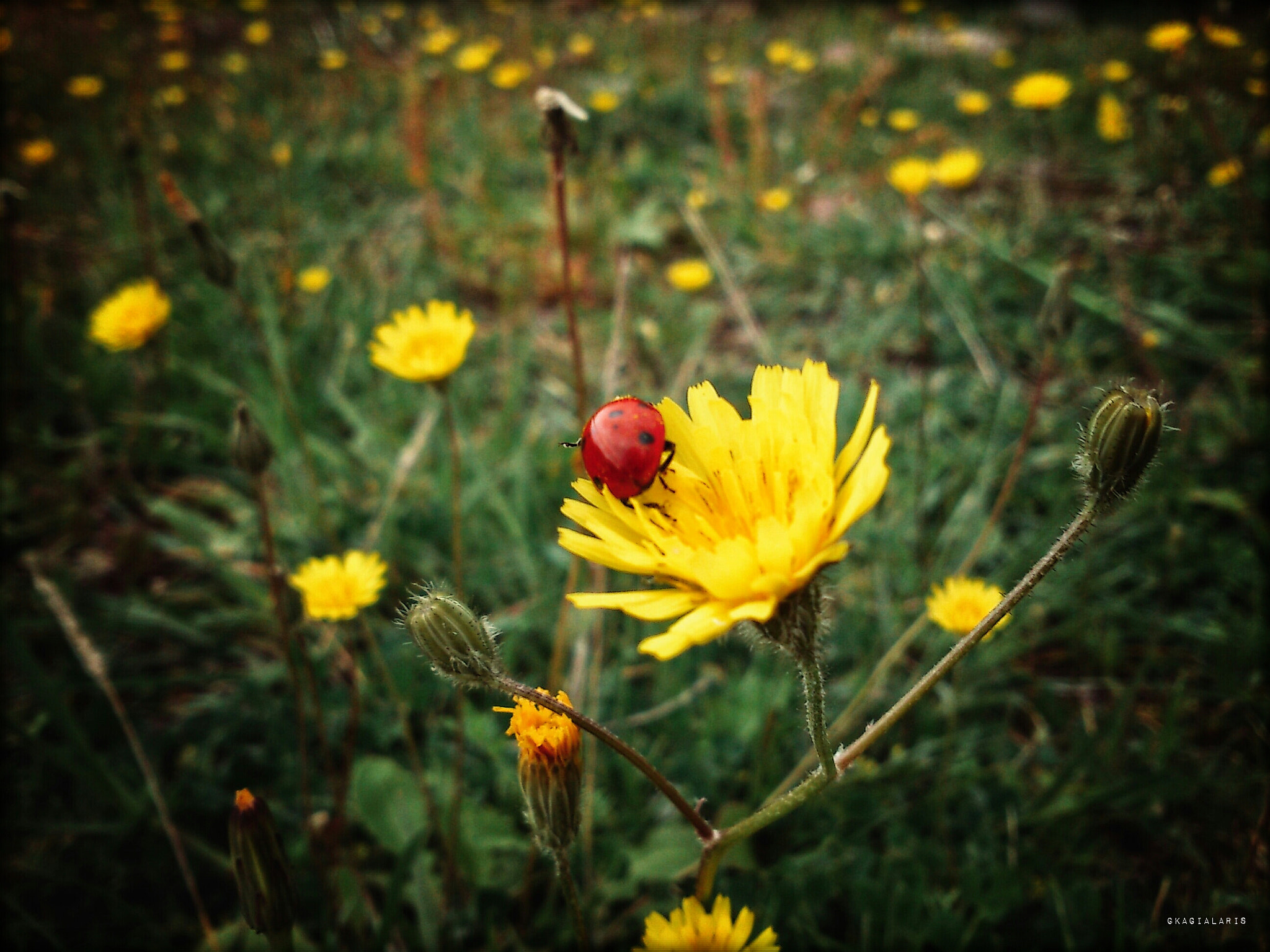 Sony Ericsson Xperia mini sample photo. Ladybird... photography