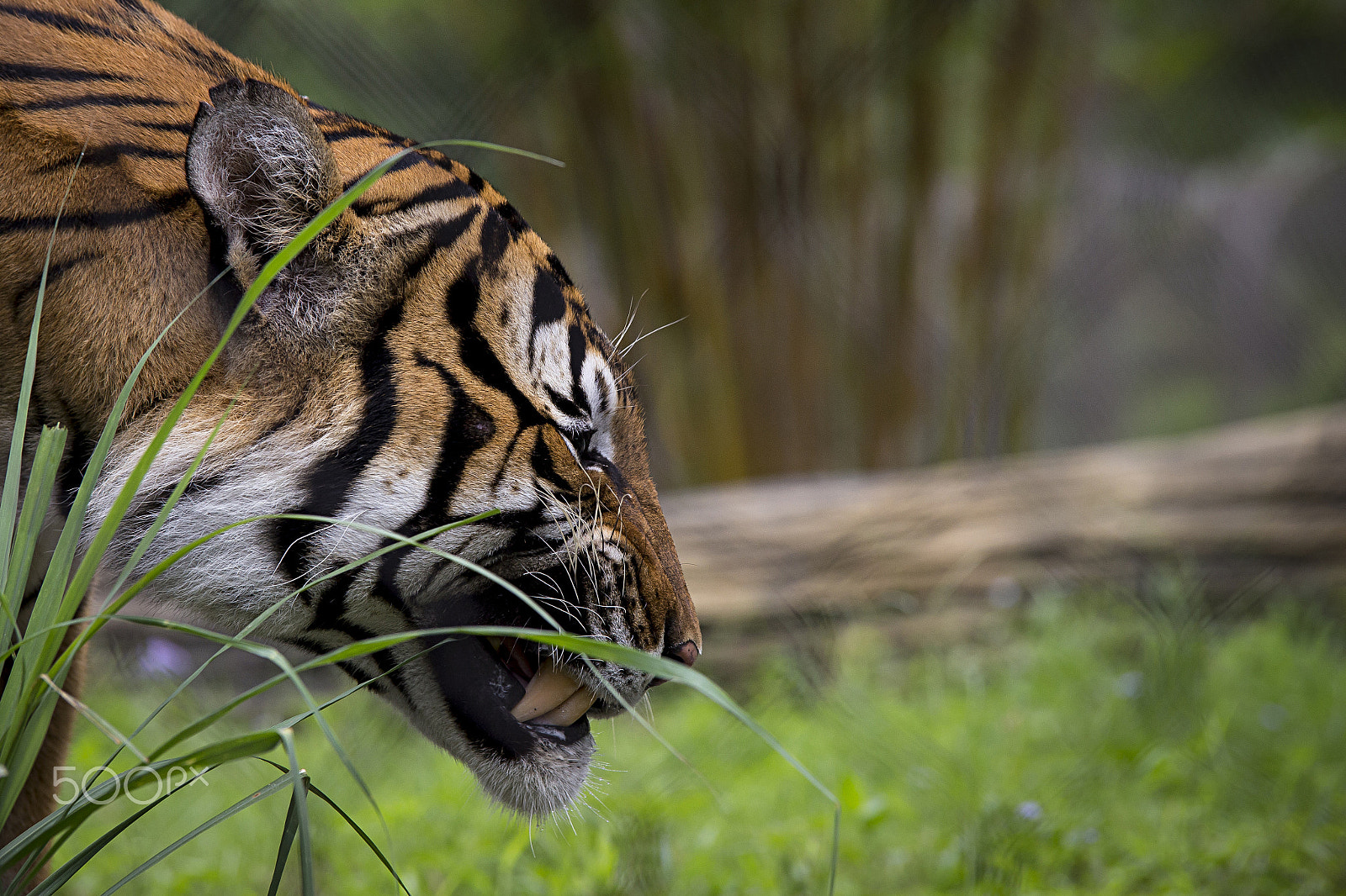 Tamron SP AF 70-200mm F2.8 Di LD (IF) MACRO sample photo. Tiger photography