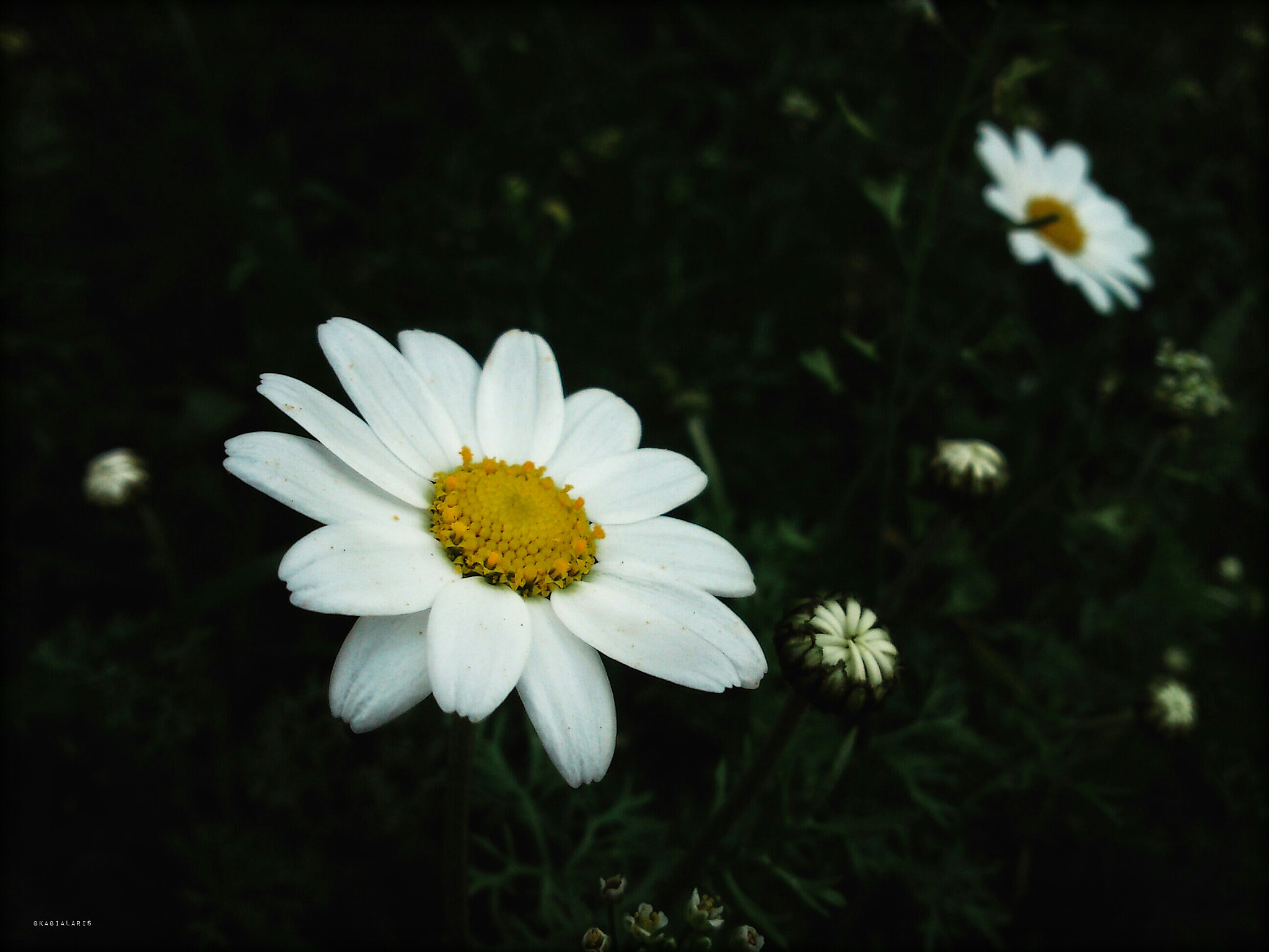 Sony Ericsson Xperia mini sample photo. Daisy.... photography