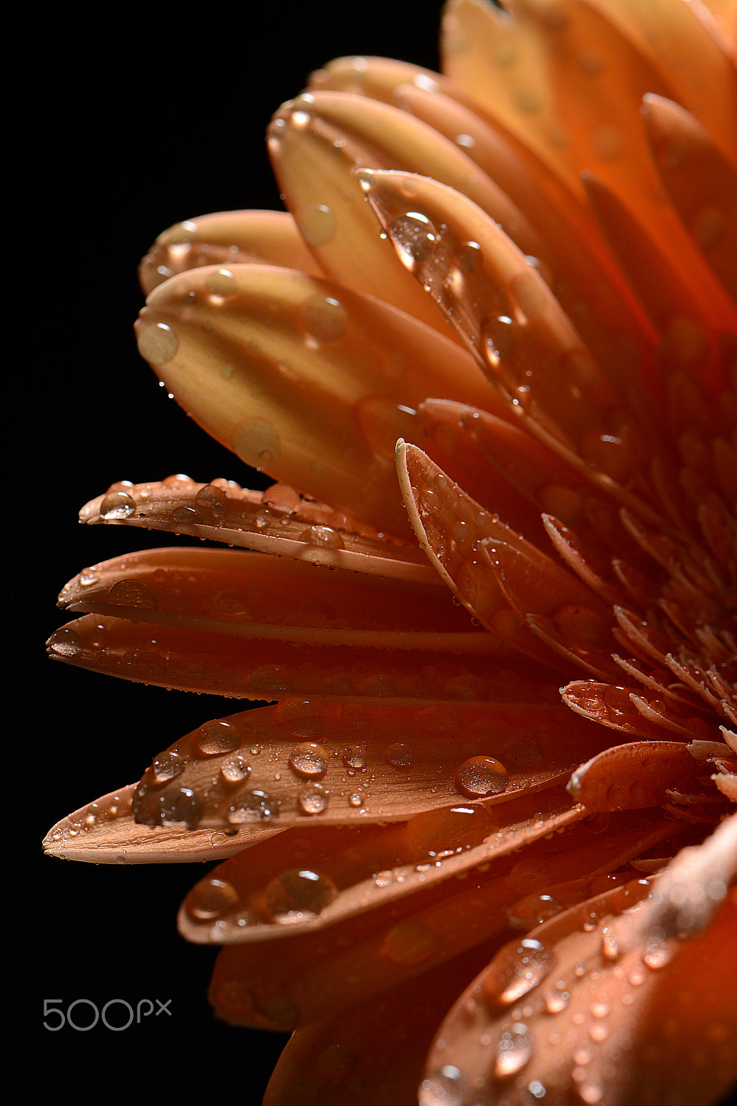 IX-Nikkor 30-60mm f/4-5.6 sample photo. Orange petals photography