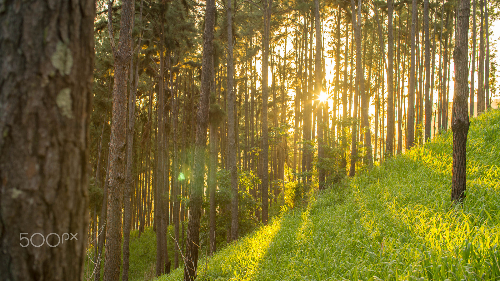 Sony Alpha NEX-7 + 50mm F1 sample photo. Pine forest photography