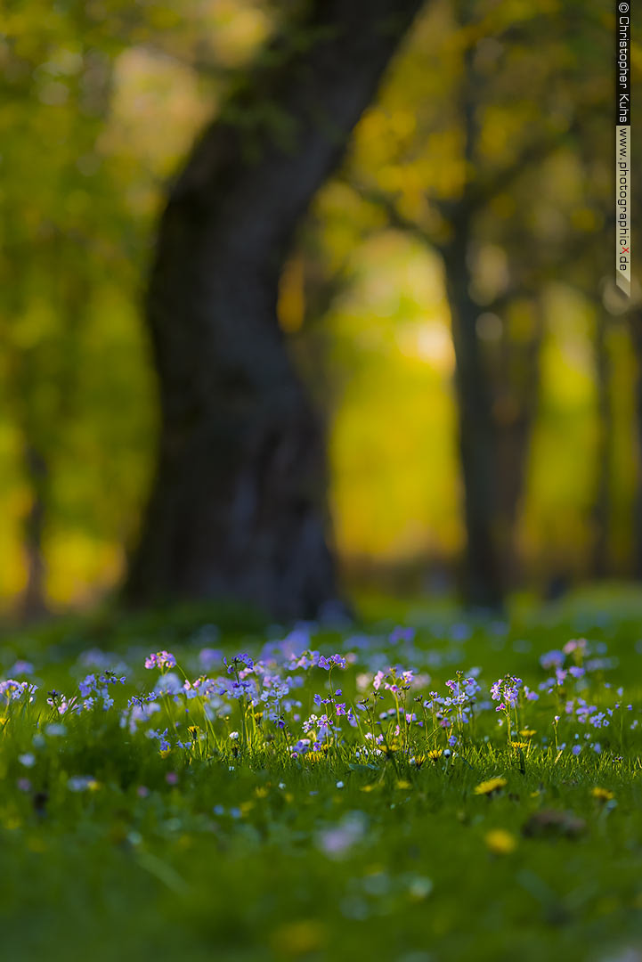 Nikon D810 + Sigma APO 100-300mm F4 EX IF HSM sample photo. Tree photography