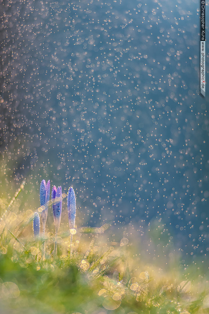 Nikon D700 + Nikkor 500mm f/4 P ED IF sample photo. Rainy-flower photography