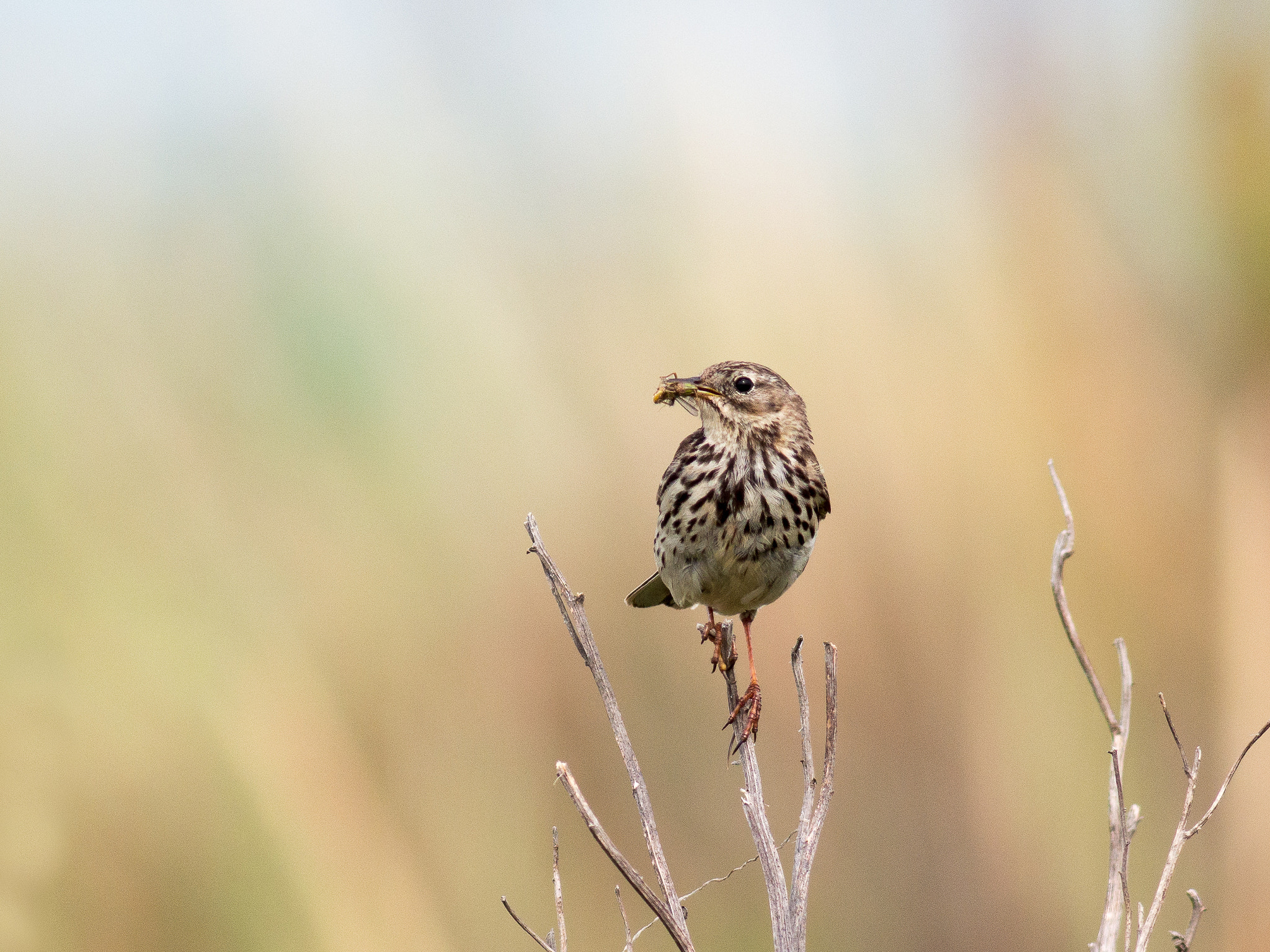 Olympus OM-D E-M1 + Metabones 400/5.6 sample photo. Meadow pipit photography