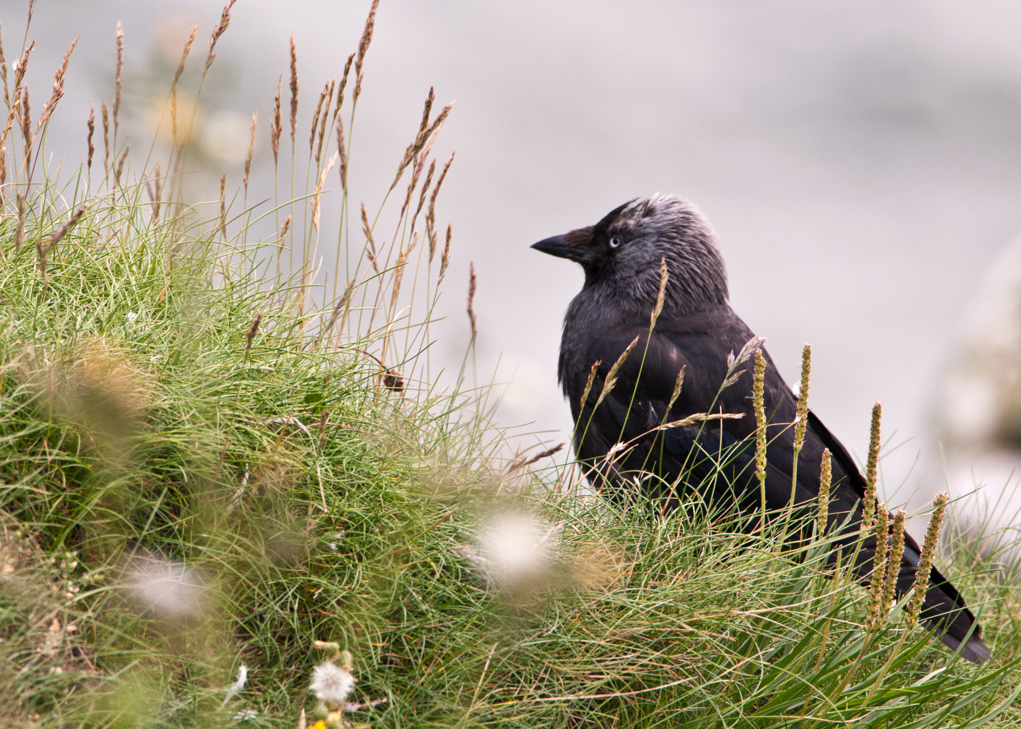 Nikon D300S sample photo. Jackdaw photography