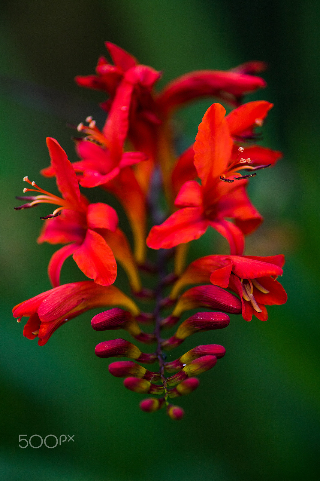 Canon EOS 7D Mark II + Tamron SP AF 90mm F2.8 Di Macro sample photo. Starting to bloom photography