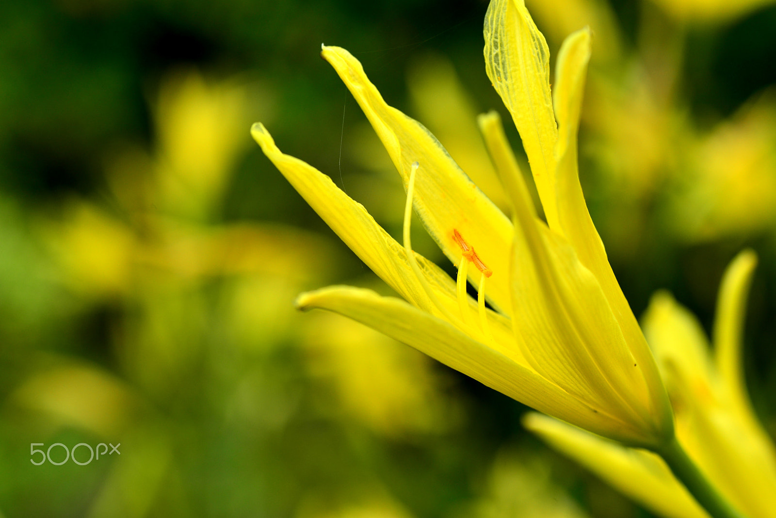 Nikon D600 sample photo. Blooms in the evening photography