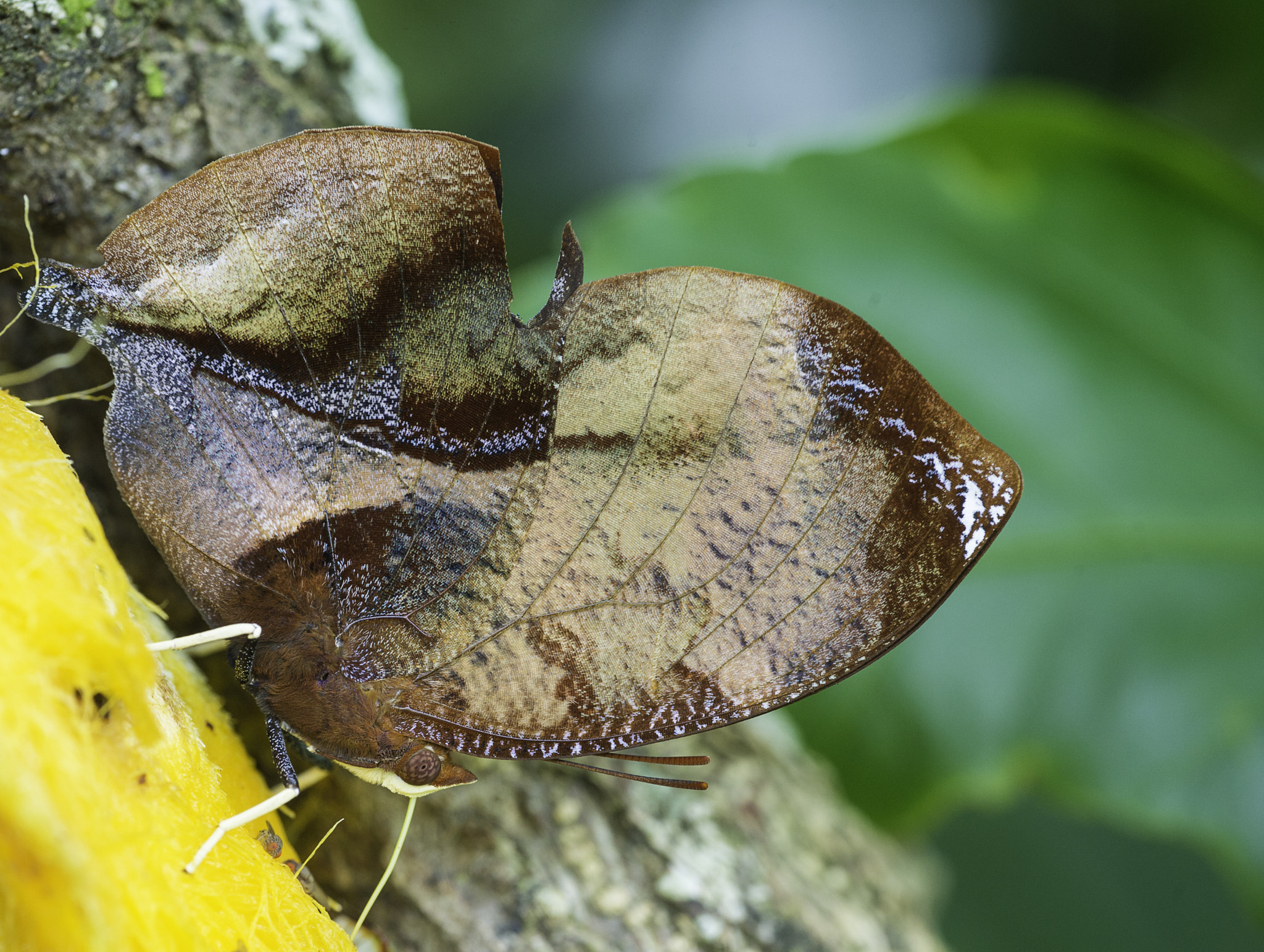Nikon D4 sample photo. Siderone polymela on my mango bait photography