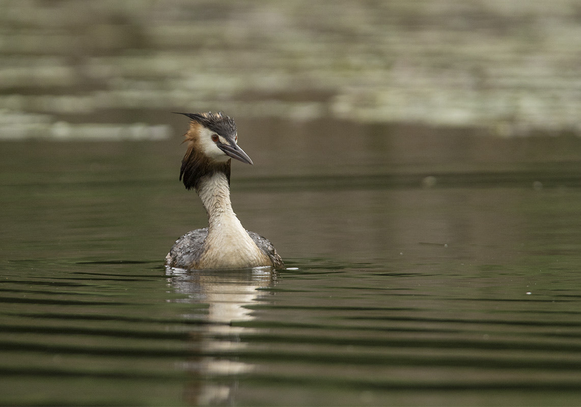 Canon EF 300mm F2.8L IS USM sample photo. _v9a8049-1.jpg photography
