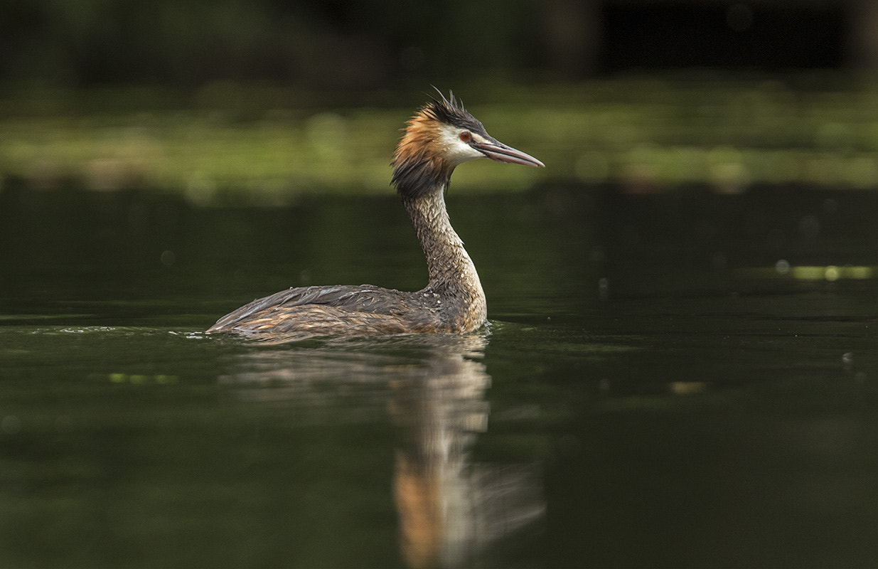 Canon EF 300mm F2.8L IS USM sample photo. _v9a7672-1.jpg photography