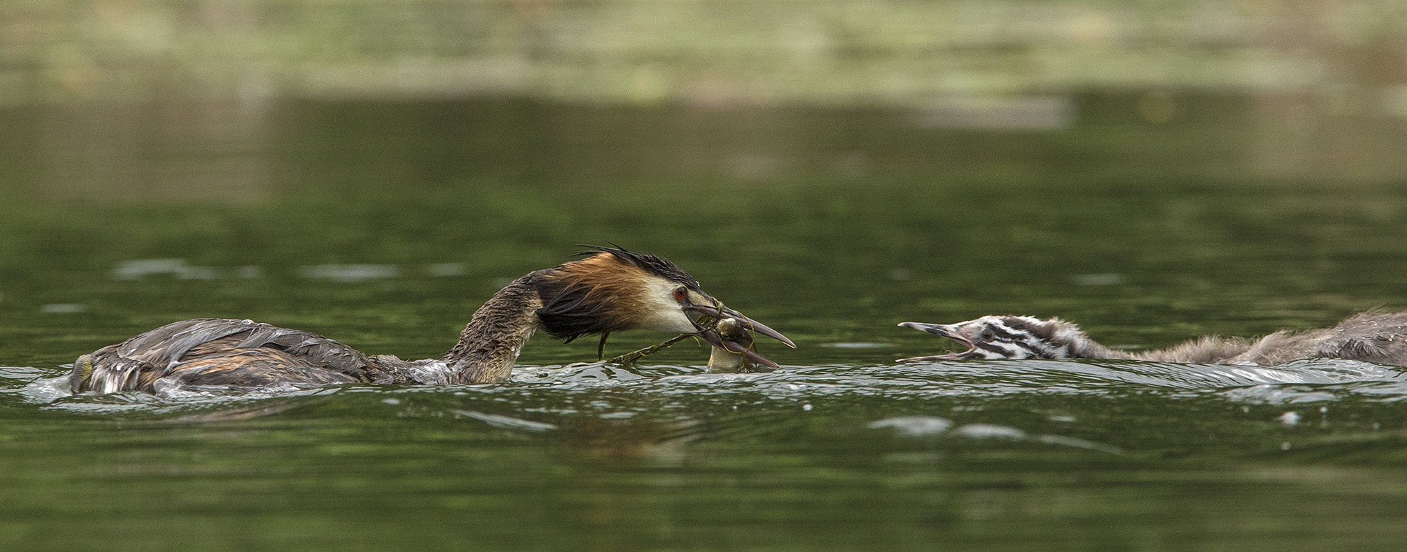 Canon EF 300mm F2.8L IS USM sample photo. _v9a7752-1.jpg photography