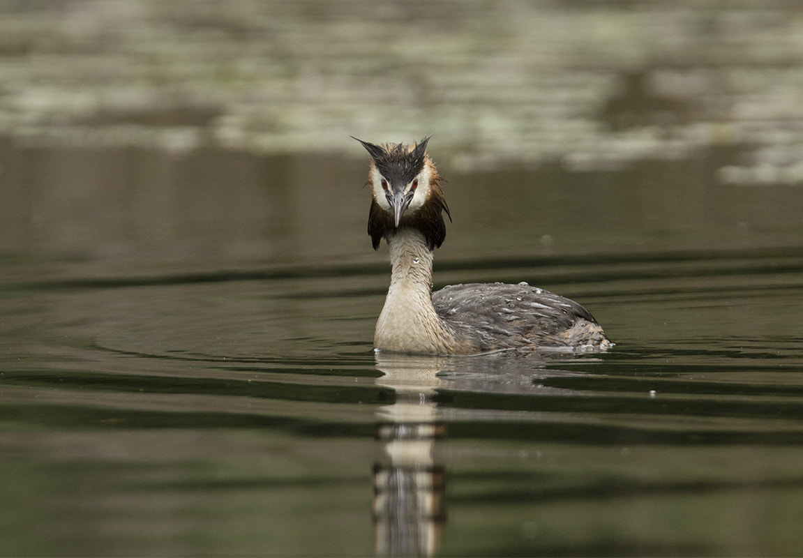 Canon EF 300mm F2.8L IS USM sample photo. _v9a8037-1.jpg photography