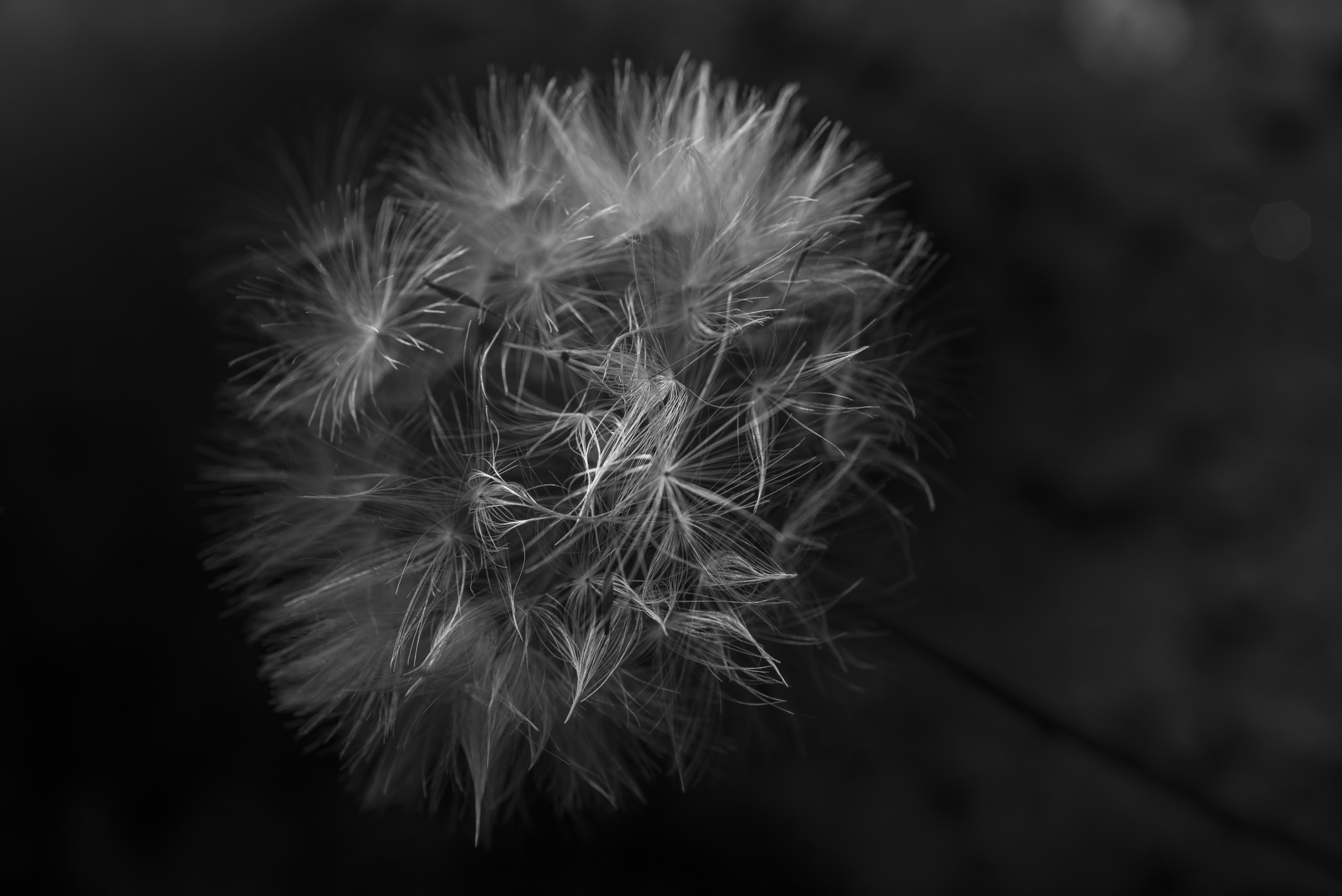 Nikon D810 + AF Micro-Nikkor 60mm f/2.8 sample photo. Diente de león / dandelion photography