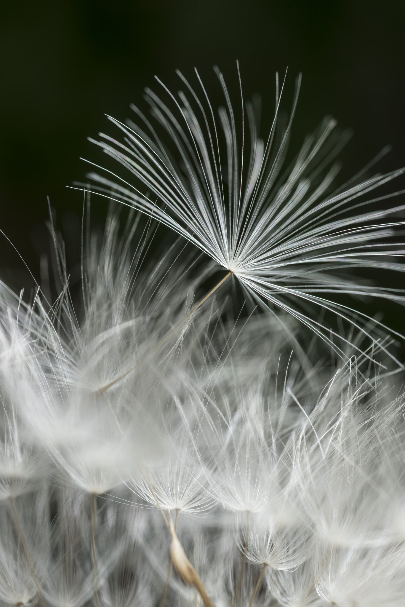 Nikon D810 + AF Micro-Nikkor 60mm f/2.8 sample photo. Diente de león / dandelion photography