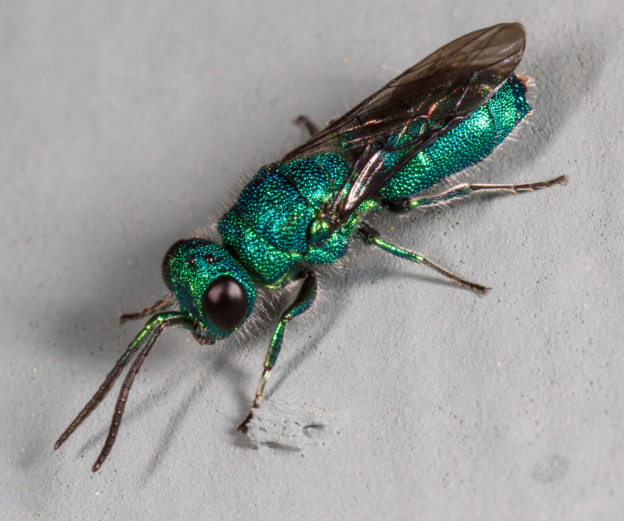 Canon MP-E 65mm F2.5 1-5x Macro Photo sample photo. Cookoo wasp photography