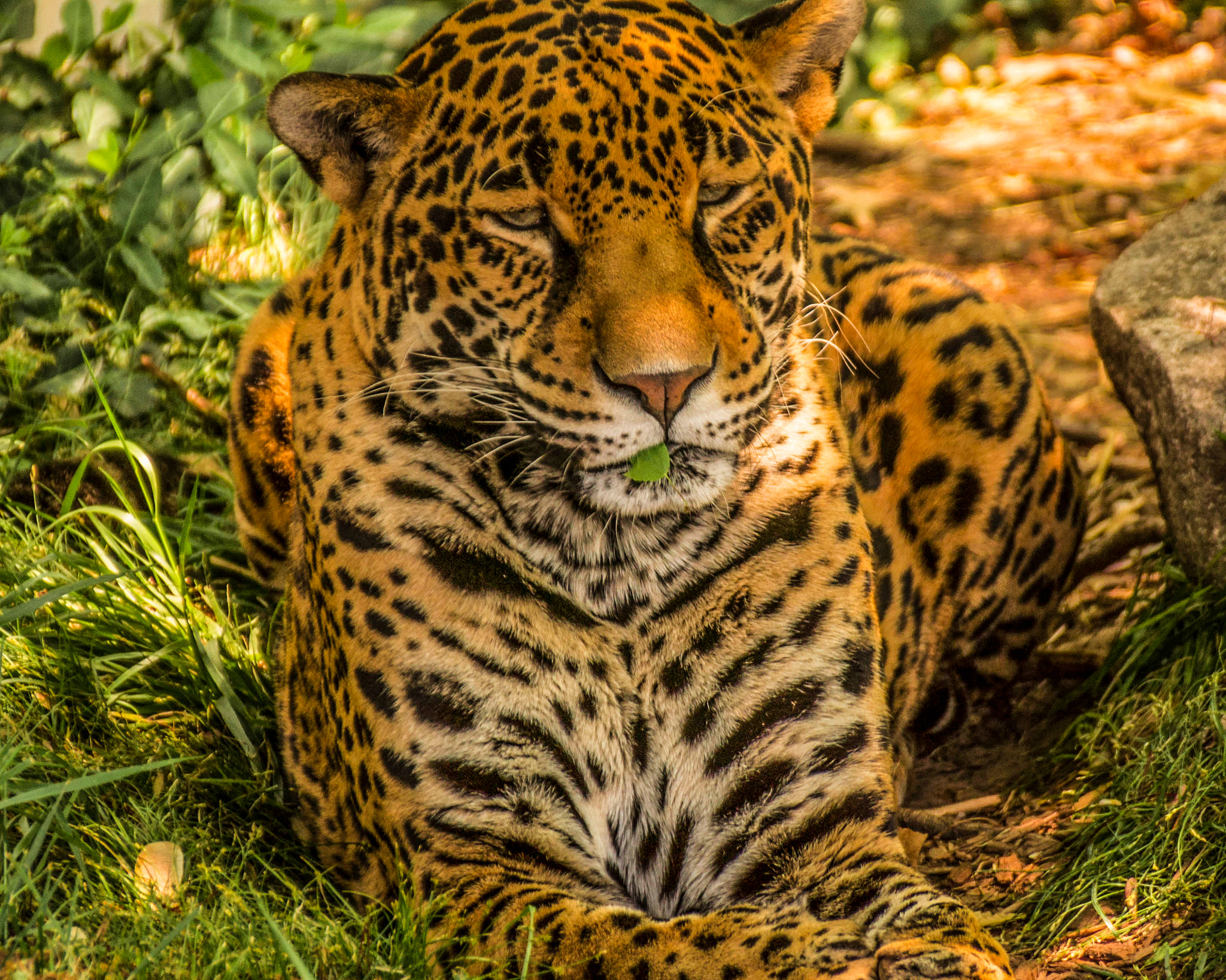 Sony DT 55-300mm F4.5-5.6 SAM sample photo. Leopard resting at the zoo photography