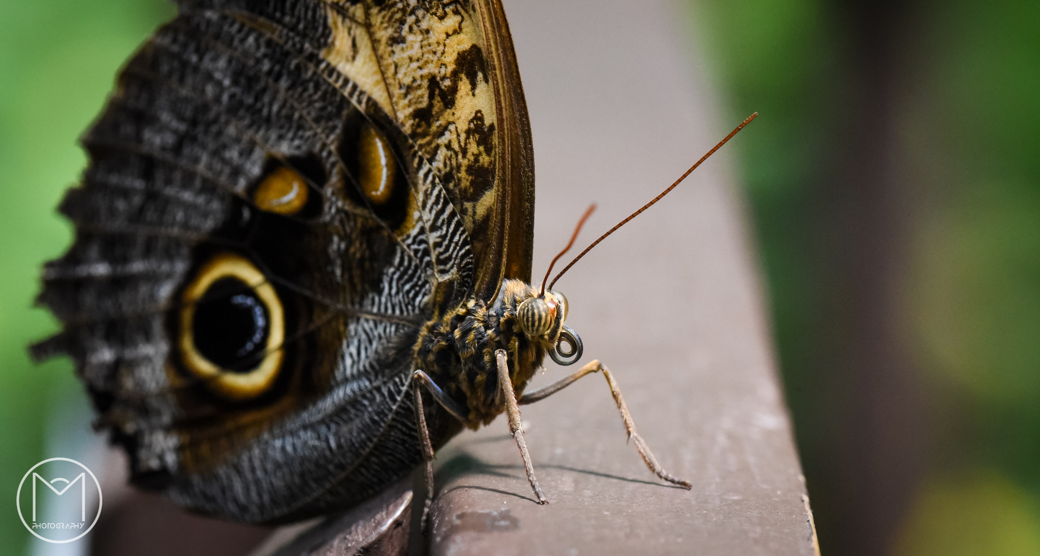 Nikon D750 + Nikon AF Micro-Nikkor 200mm F4D ED-IF sample photo. Butterfly ii photography