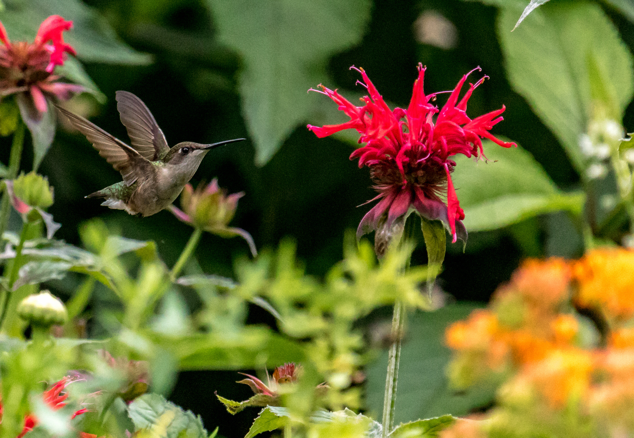 Canon EF 100-400mm F4.5-5.6L IS USM sample photo. Nectar awaits photography