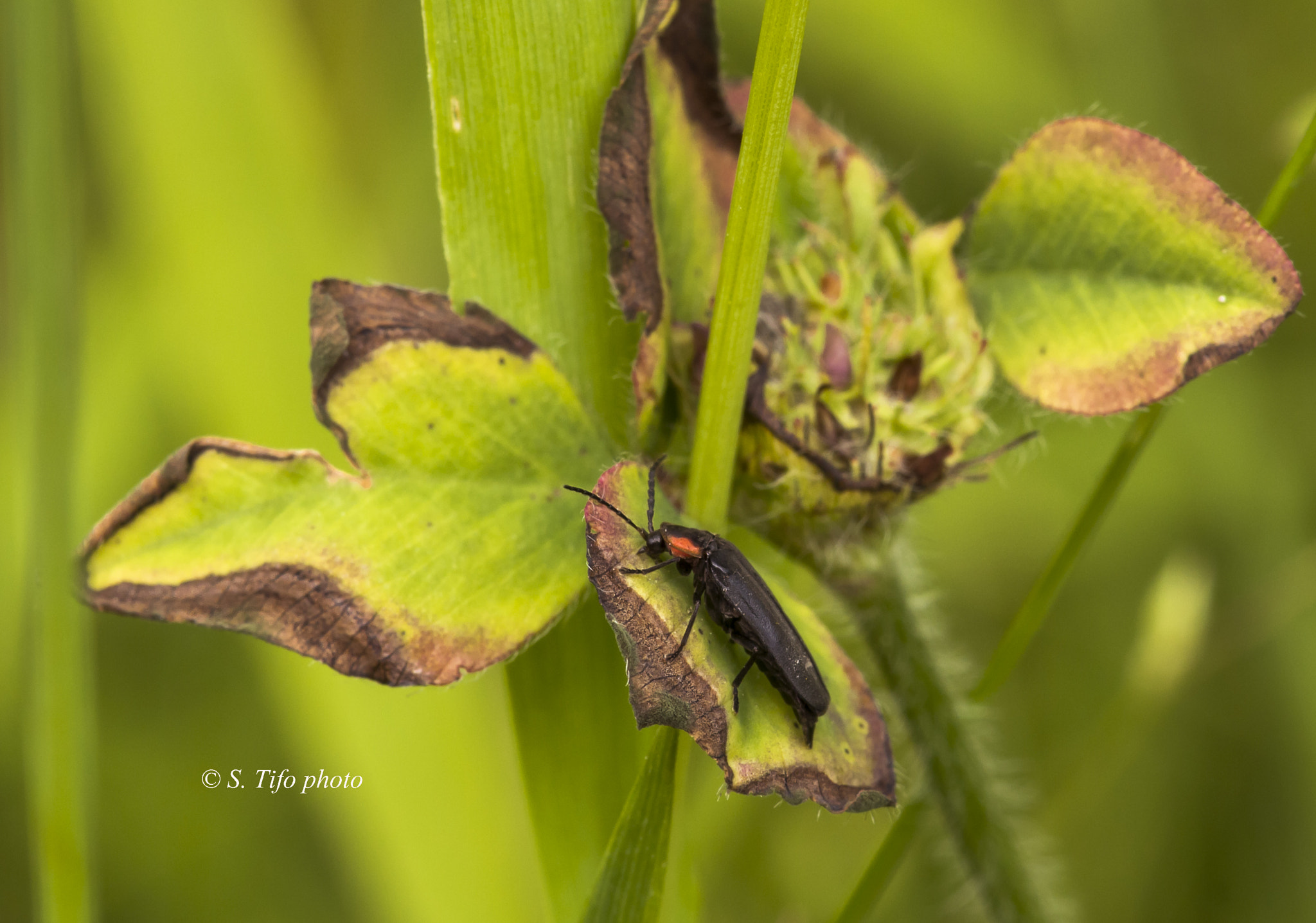 Sigma 105mm F2.8 EX DG OS HSM sample photo. Pause on the leave .. photography
