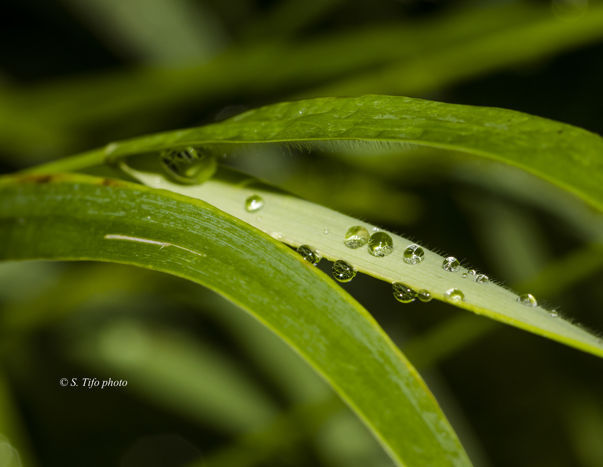 Sigma 105mm F2.8 EX DG OS HSM sample photo. Minuscules .. photography
