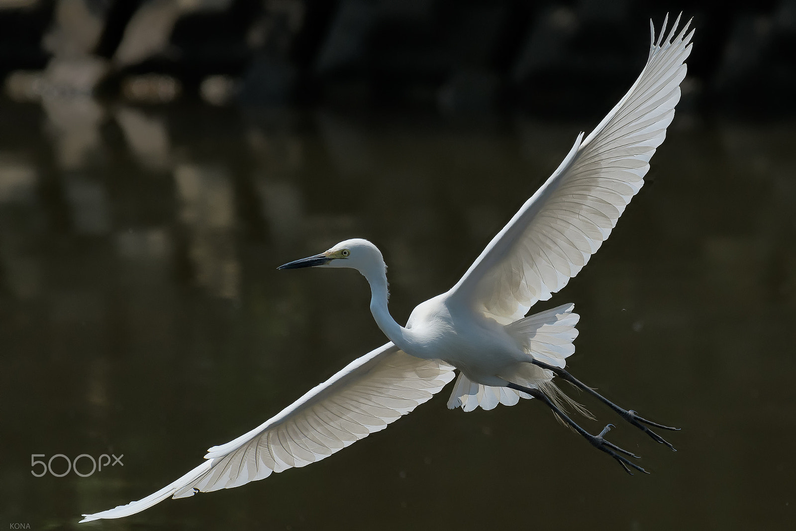 Nikon AF-S Nikkor 400mm F2.8G ED VR II sample photo. Sagi photography