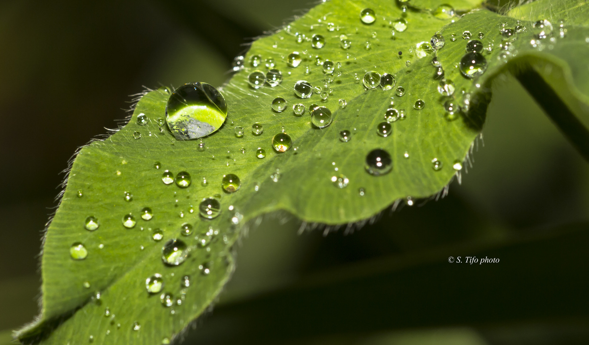 Sigma 105mm F2.8 EX DG OS HSM sample photo. Garnie ... photography