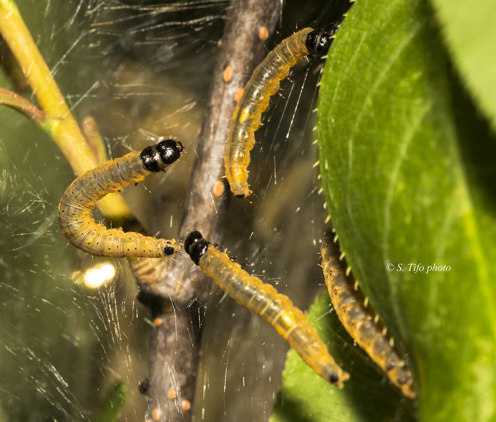 Sigma 105mm F2.8 EX DG OS HSM sample photo. Family .... photography
