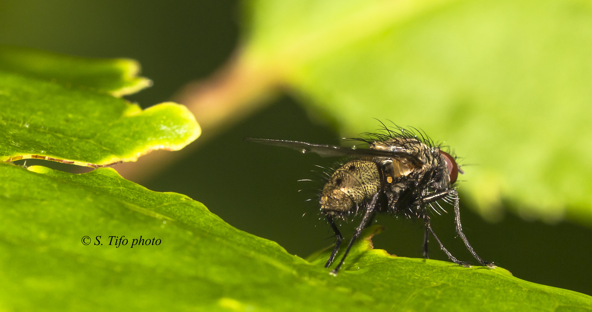 Sigma 105mm F2.8 EX DG OS HSM sample photo. Ready to go .... photography