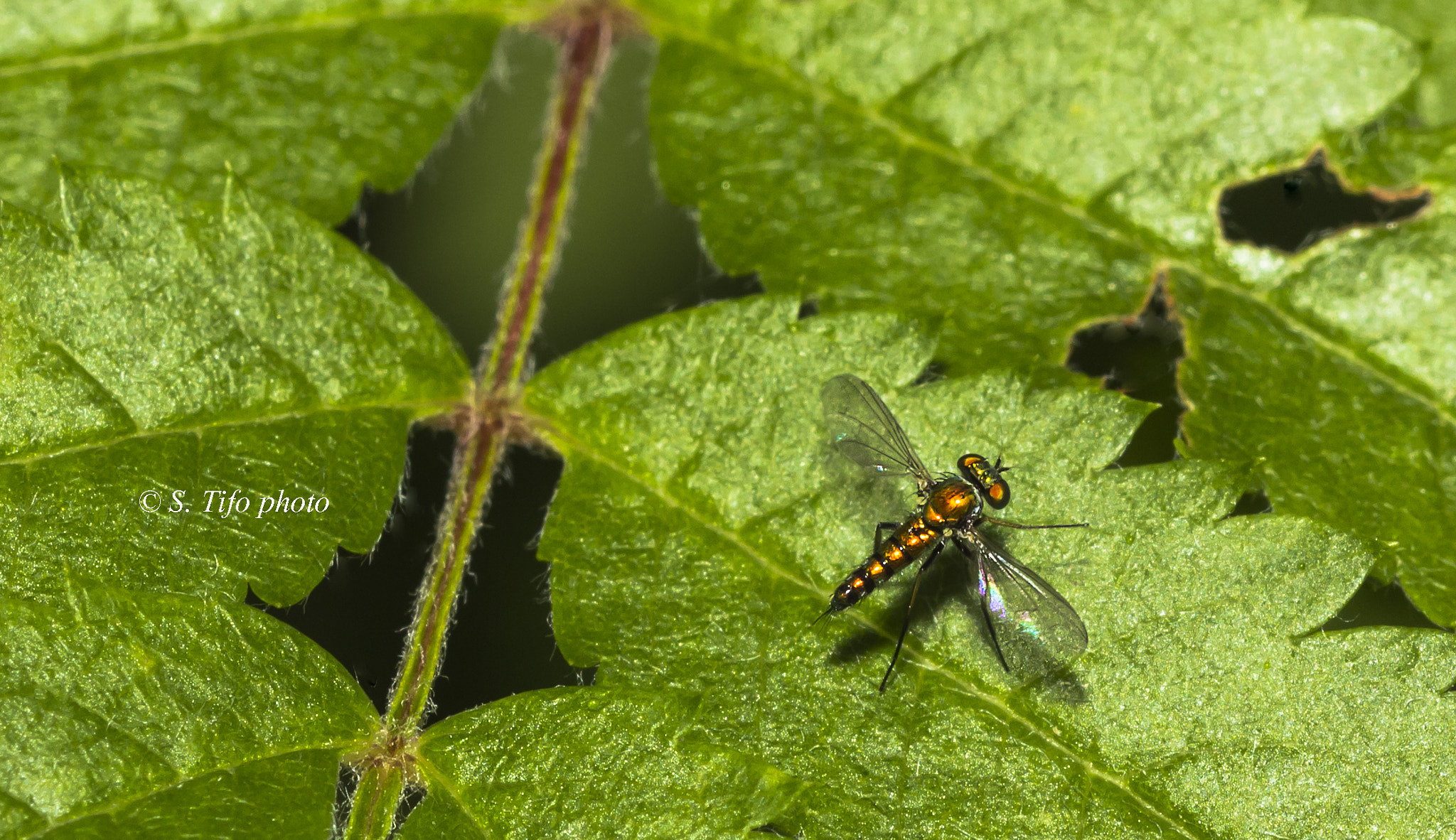 Sigma 105mm F2.8 EX DG OS HSM sample photo. So little ... photography