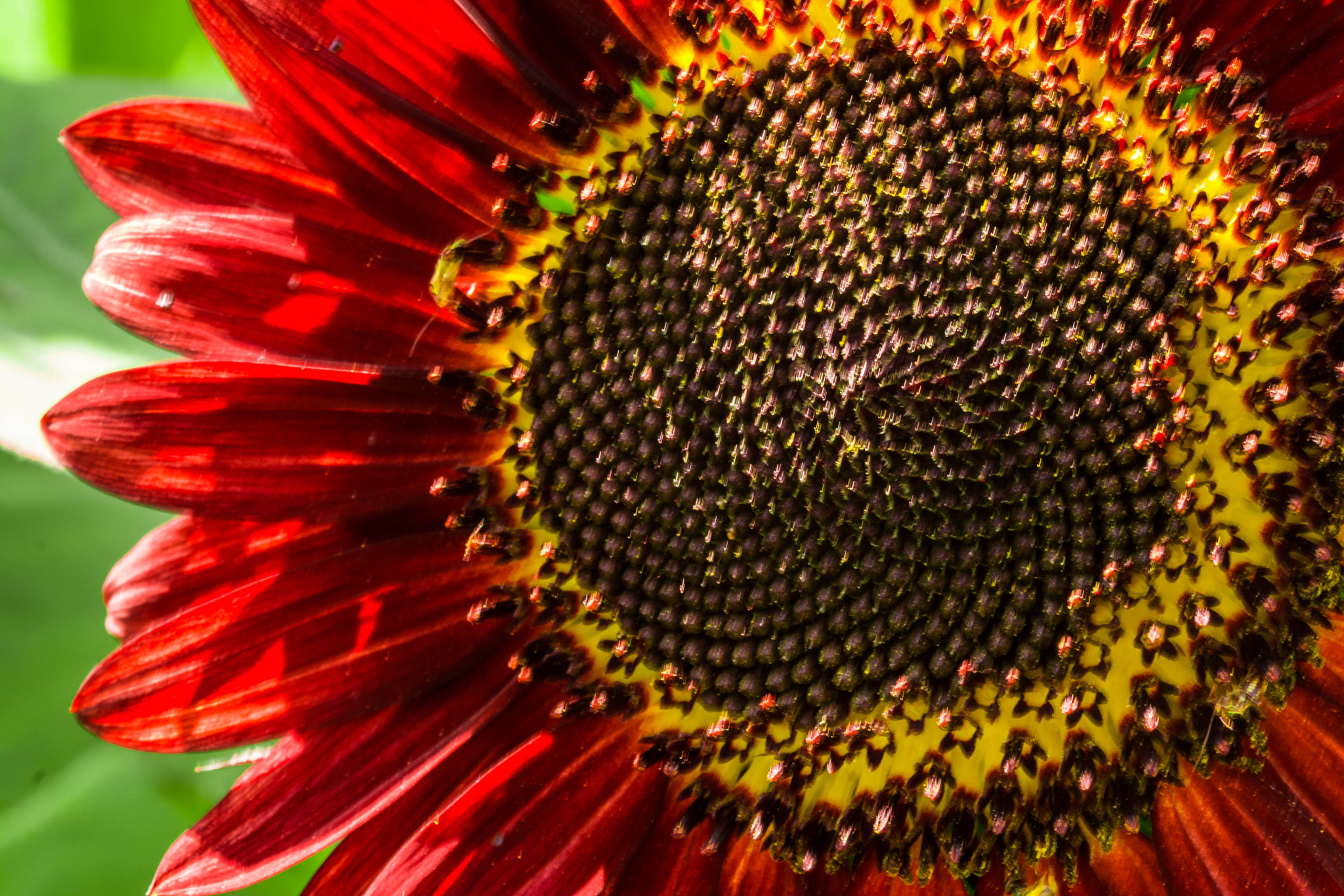 Sony SLT-A65 (SLT-A65V) + 105mm F2.8 sample photo. Sunflower in the gardens photography