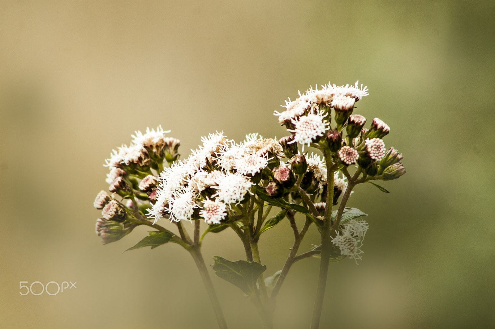 Canon EF 75-300mm f/4-5.6 USM sample photo. Flores secas photography