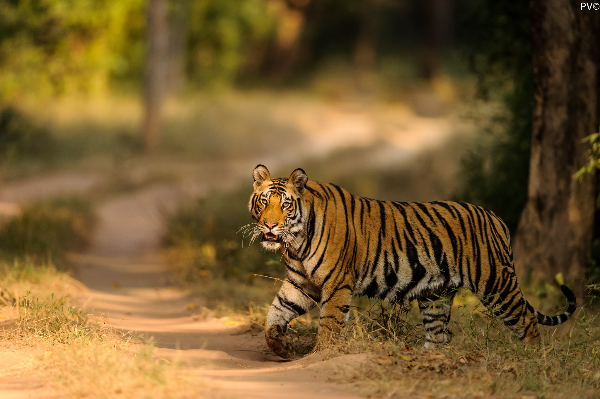 Nikon D3S + Nikon AF-S Nikkor 600mm F4G ED VR sample photo. Cub of sukhi patiha photography