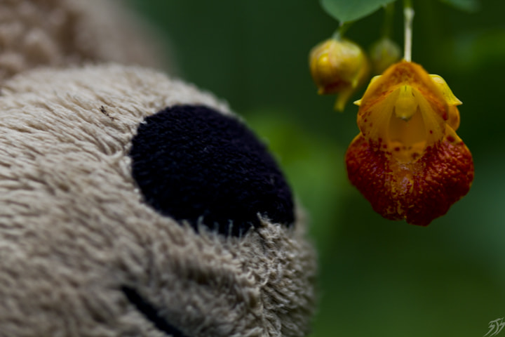 Canon EF 100mm F2.8 Macro USM sample photo. Teddy adventureswithteddy photography photos photographers on tumblr original photographers bear... photography