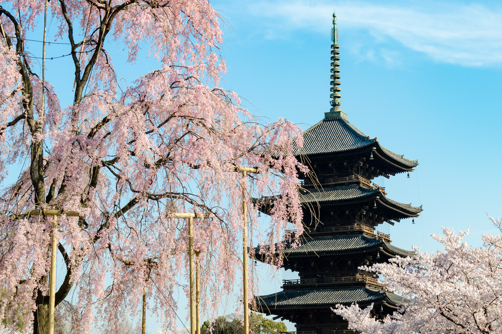 Nikon D7000 + Sigma 18-125mm F3.8-5.6 DC OS HSM sample photo. 八重紅枝垂桜 - 東寺 ／ tou-ji temple in spring photography