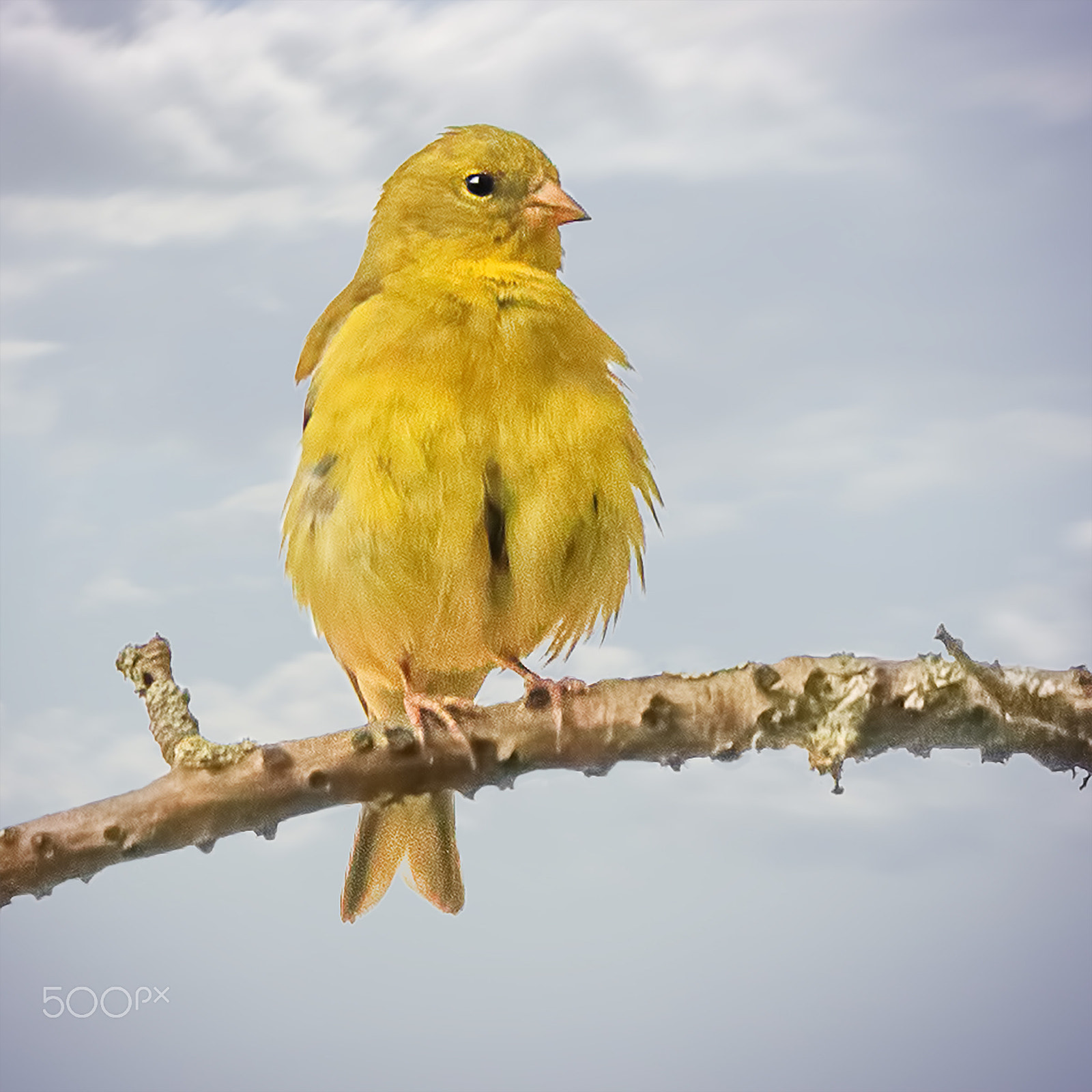 150-600mm F5-6.3 DG OS HSM | Contemporary 015 sample photo. Finch on a branch photography