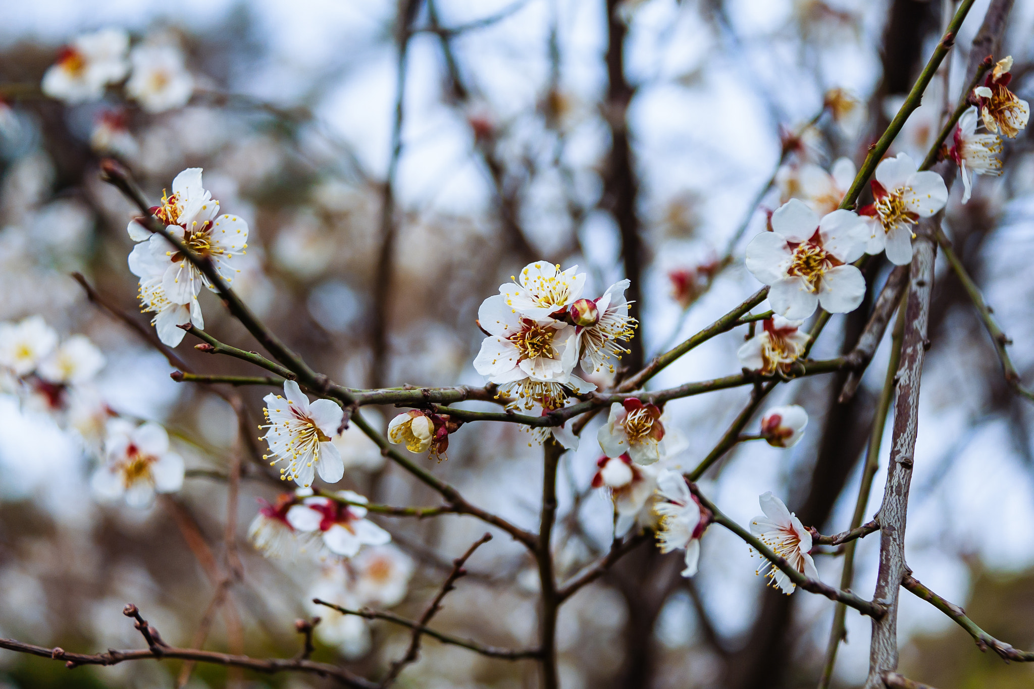 Canon EOS 40D sample photo. Visit flowers photography