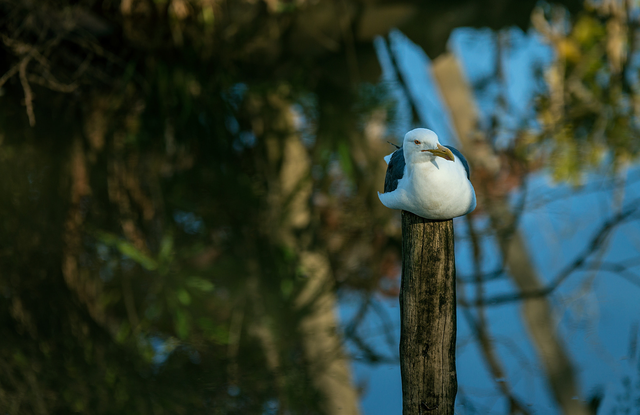 Sigma 70-200mm F2.8 EX DG OS HSM sample photo. Break time photography