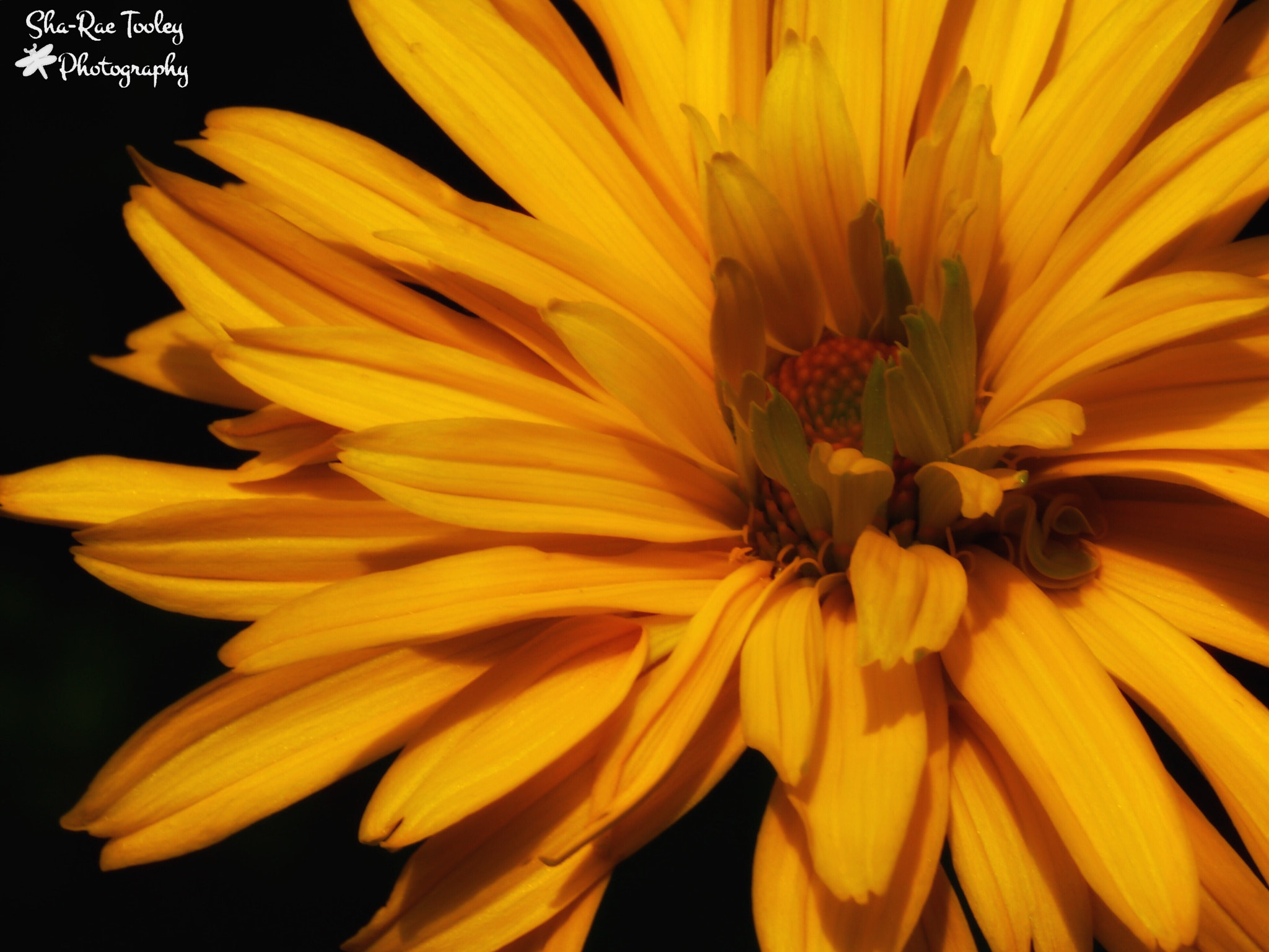 Canon EF-S 60mm F2.8 Macro USM sample photo. Blooming photography