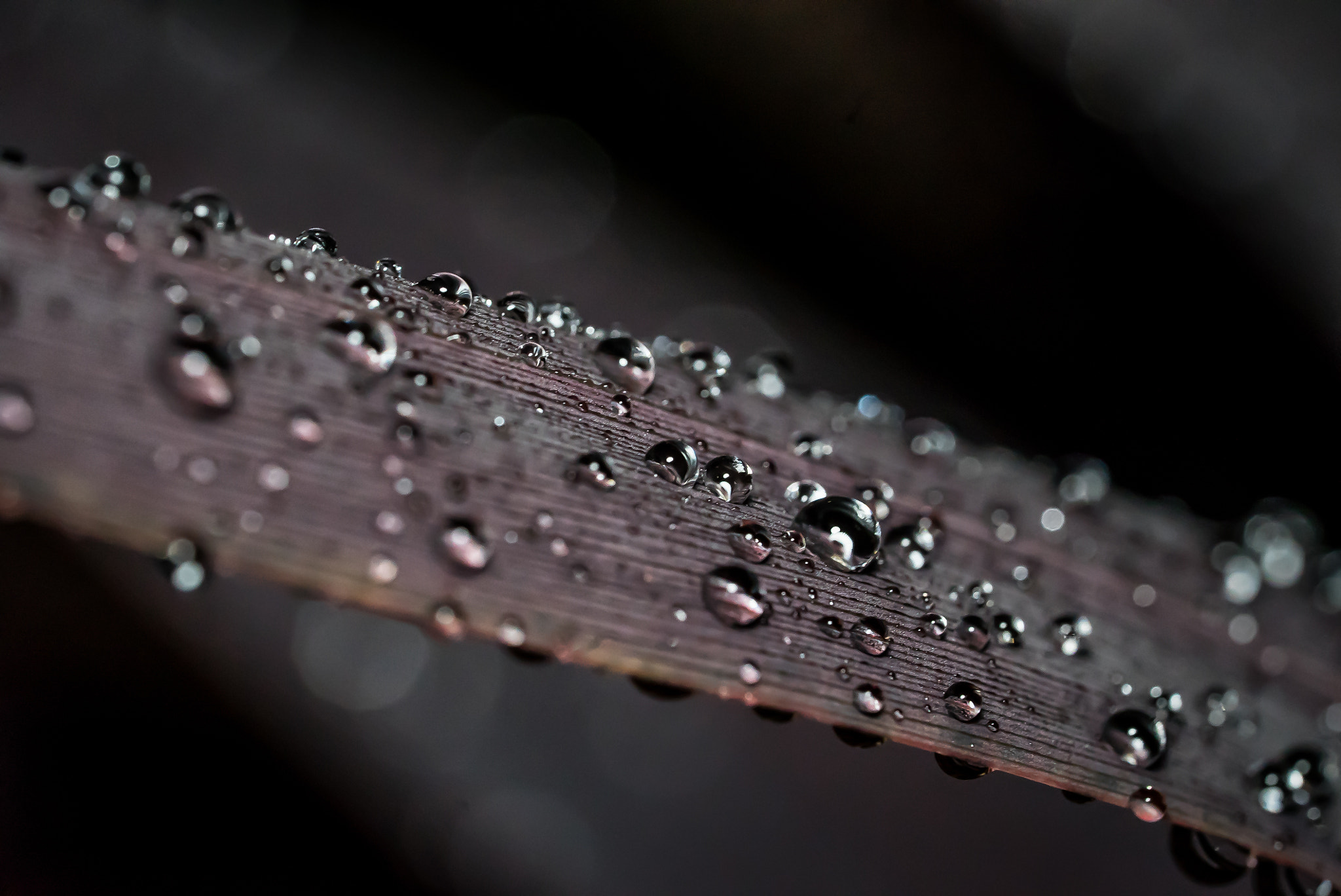 Sony a7S II + Sony FE 90mm F2.8 Macro G OSS sample photo. Rain drops photography