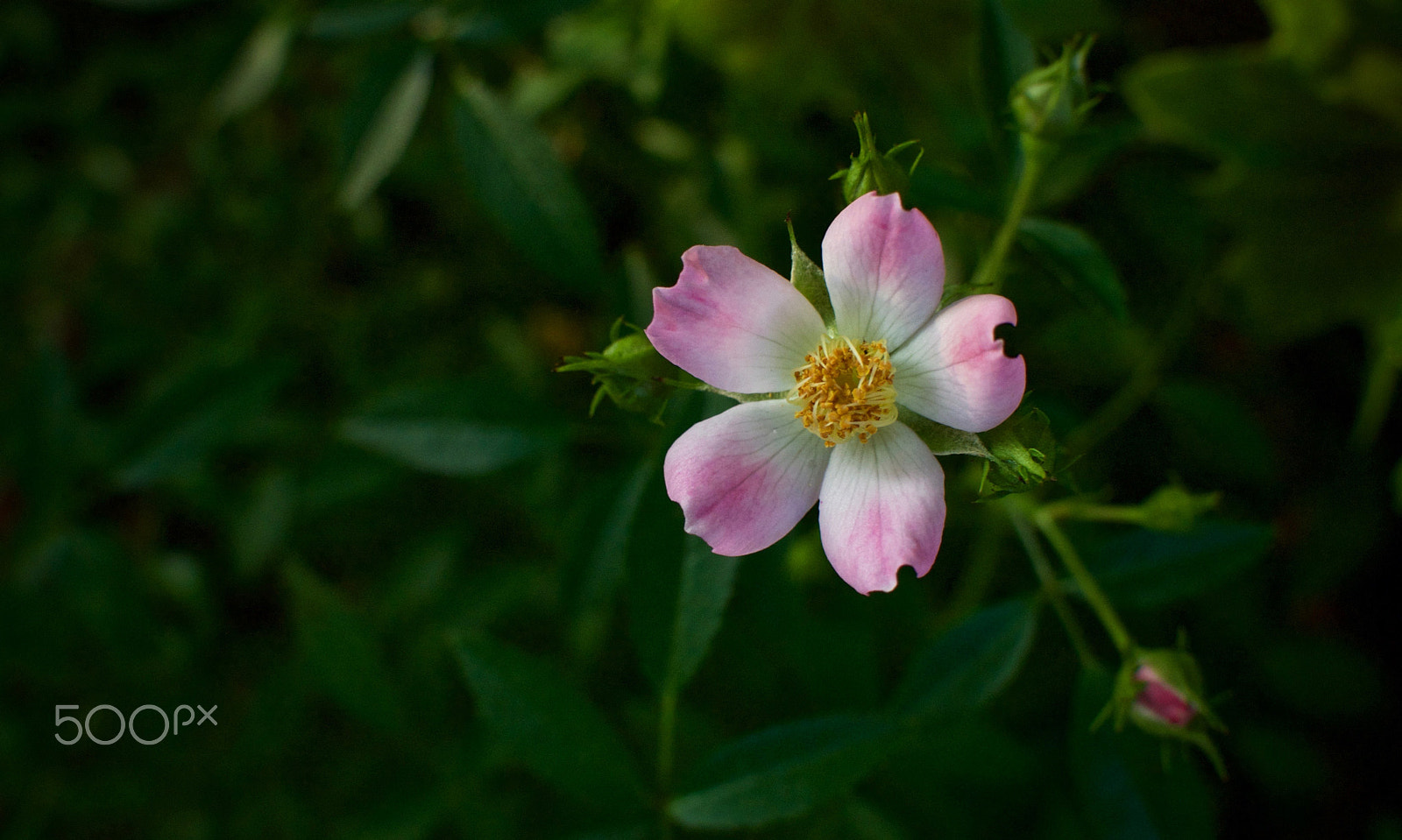 Nikon 1 J2 + Nikon 1 Nikkor 18.5mm F1.8 sample photo. Tiny rose photography