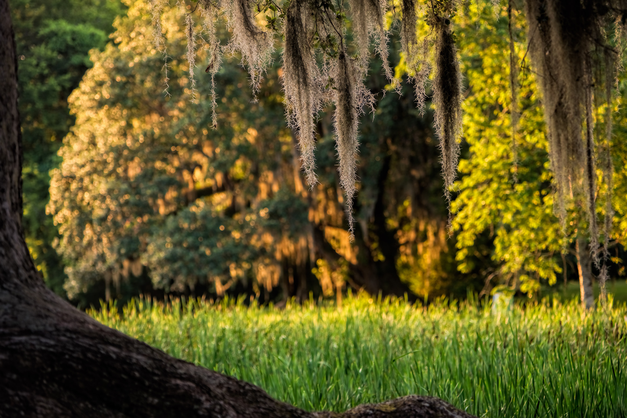 Sony a7R II + Sony 70-200mm F2.8 G SSM II sample photo. Mossy sunset photography