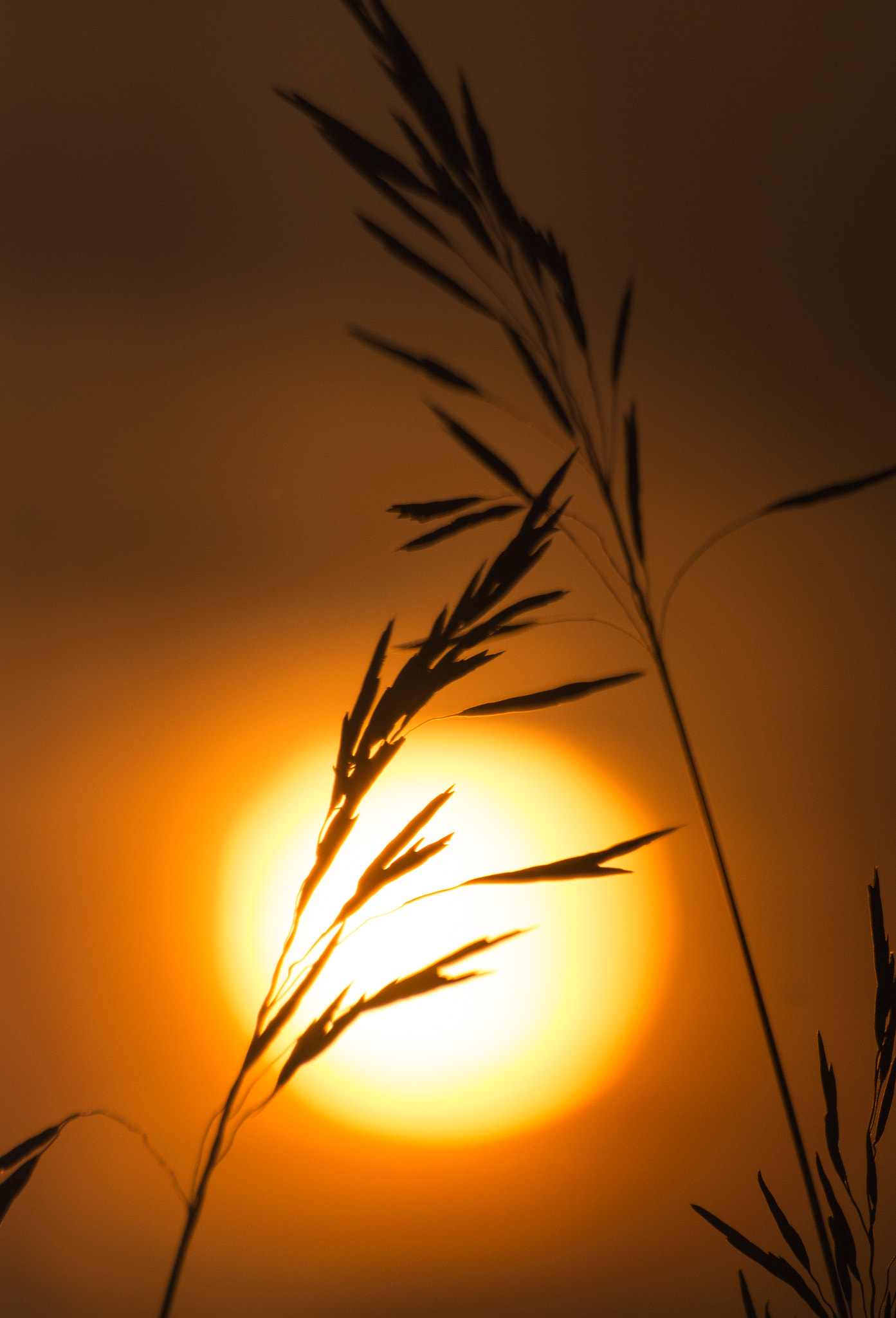 Sony SLT-A77 + Sony 75-300mm F4.5-5.6 sample photo. Sunset warm july evening photography