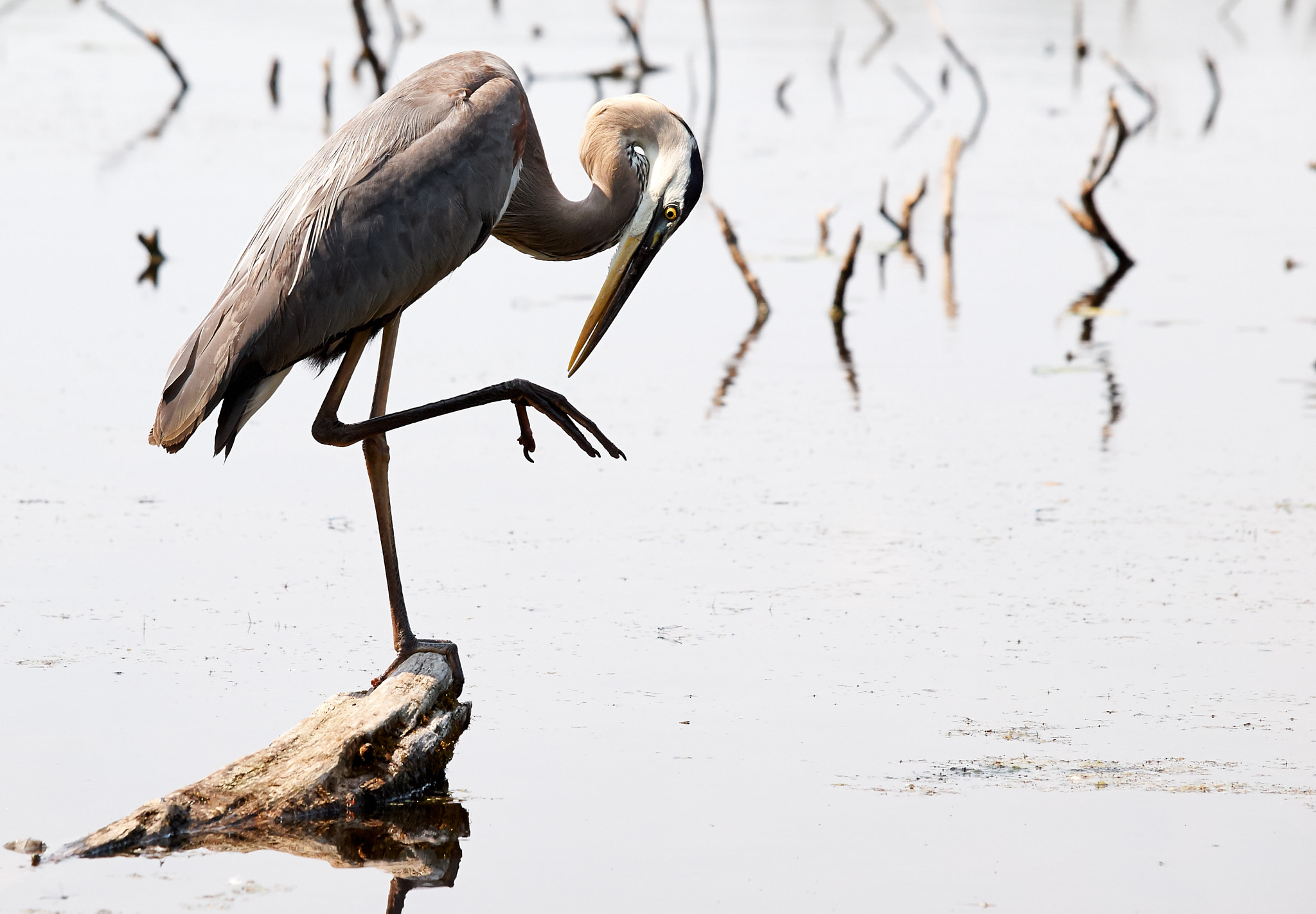 Olympus E-5 sample photo. Great blue heron photography