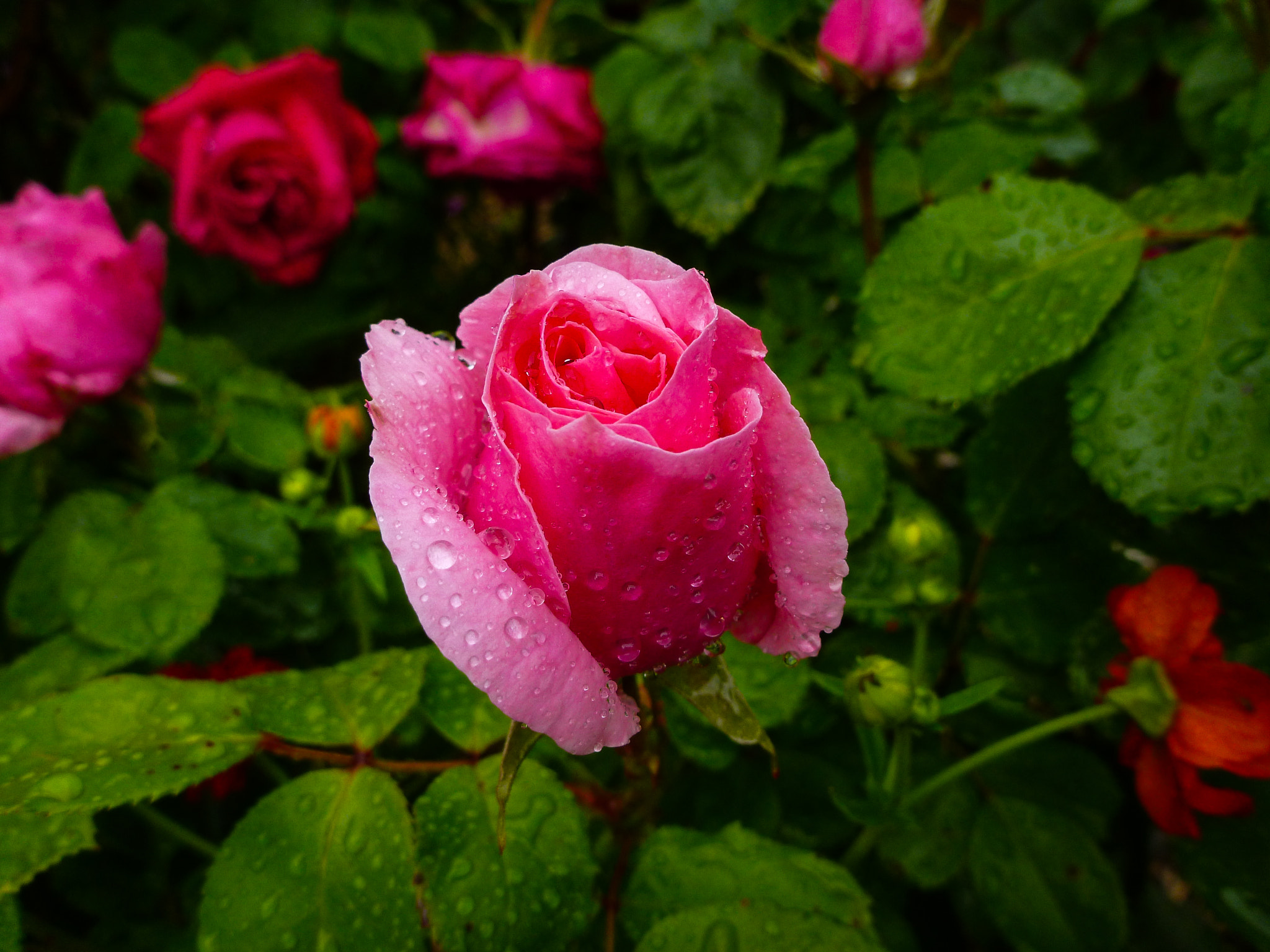 Panasonic DMC-FT3 sample photo. Pink rose with raindrops photography