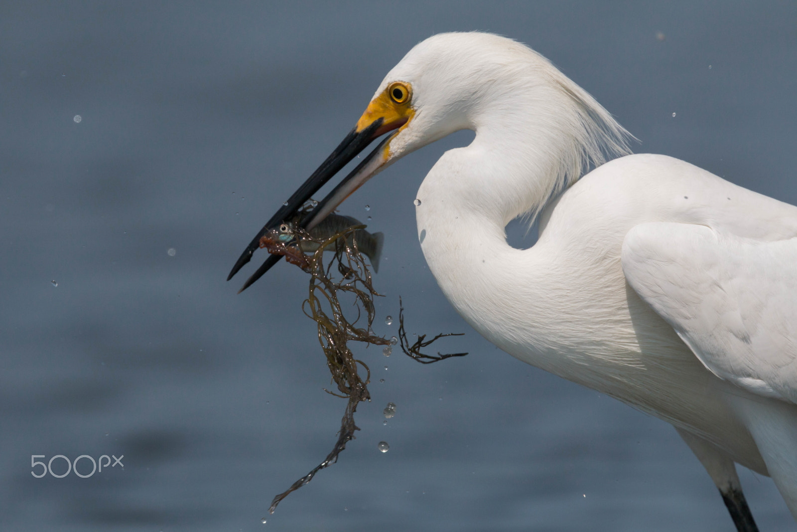 Canon EF 400mm F4 DO IS II USM sample photo. Be the bird, not the fish photography
