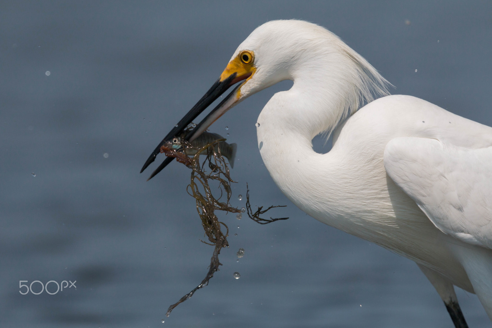 Canon EOS 70D + Canon EF 400mm F4 DO IS II USM sample photo. Be the bird, not the fish photography