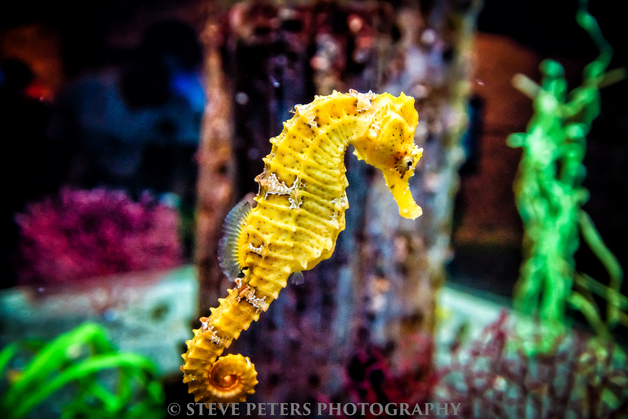 Sigma 17-70mm F2.8-4 DC Macro HSM sample photo. Sea horse photography