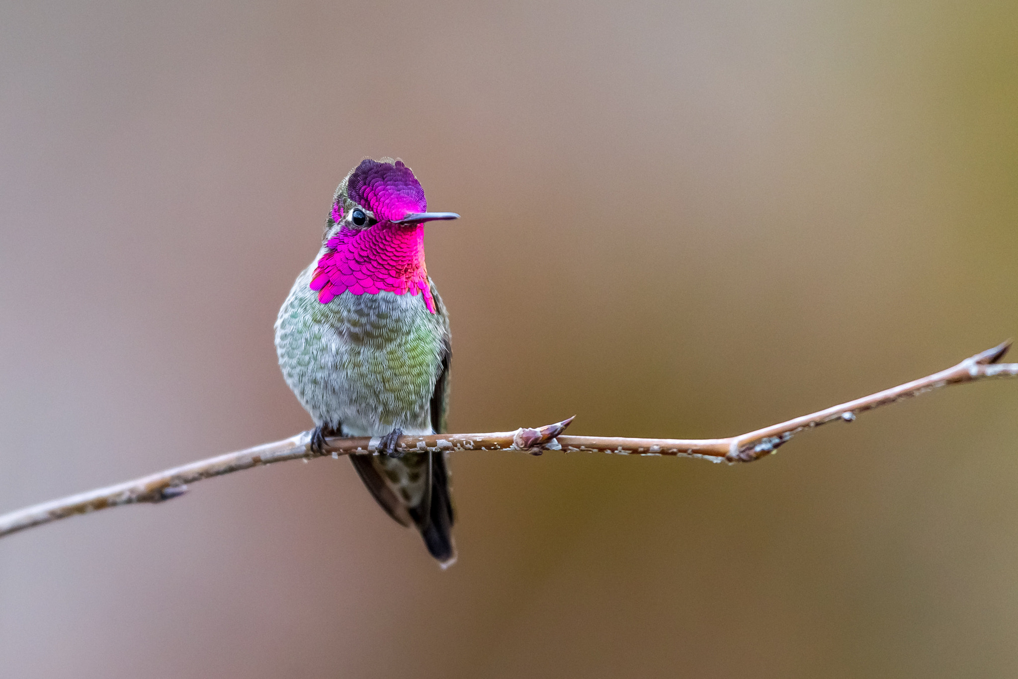 Canon EF 600mm f/4L IS sample photo. Anna's hummingbird photography