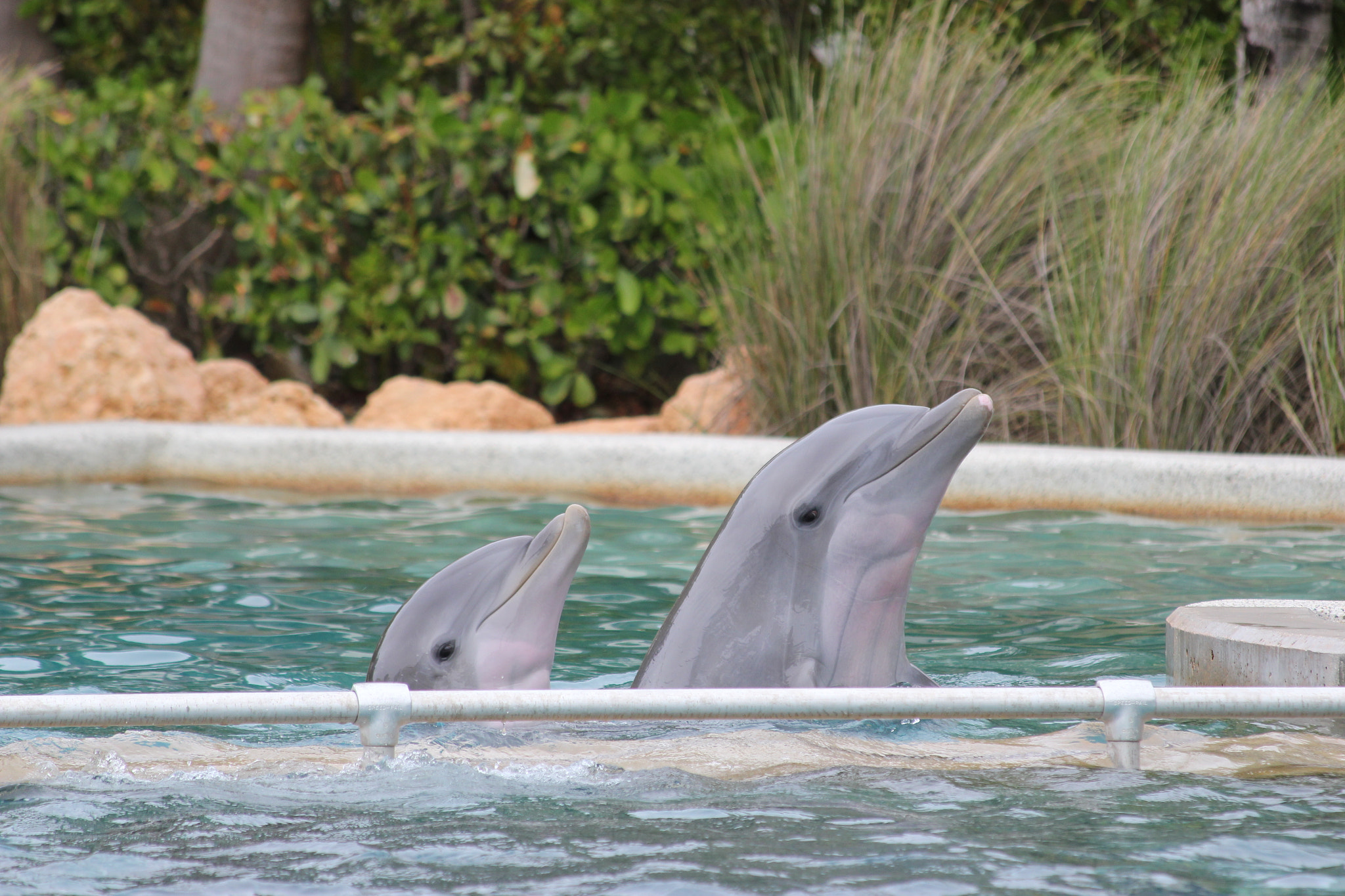 Canon EF 70-300mm F4-5.6 IS USM sample photo. Dolphins - mother & son photography