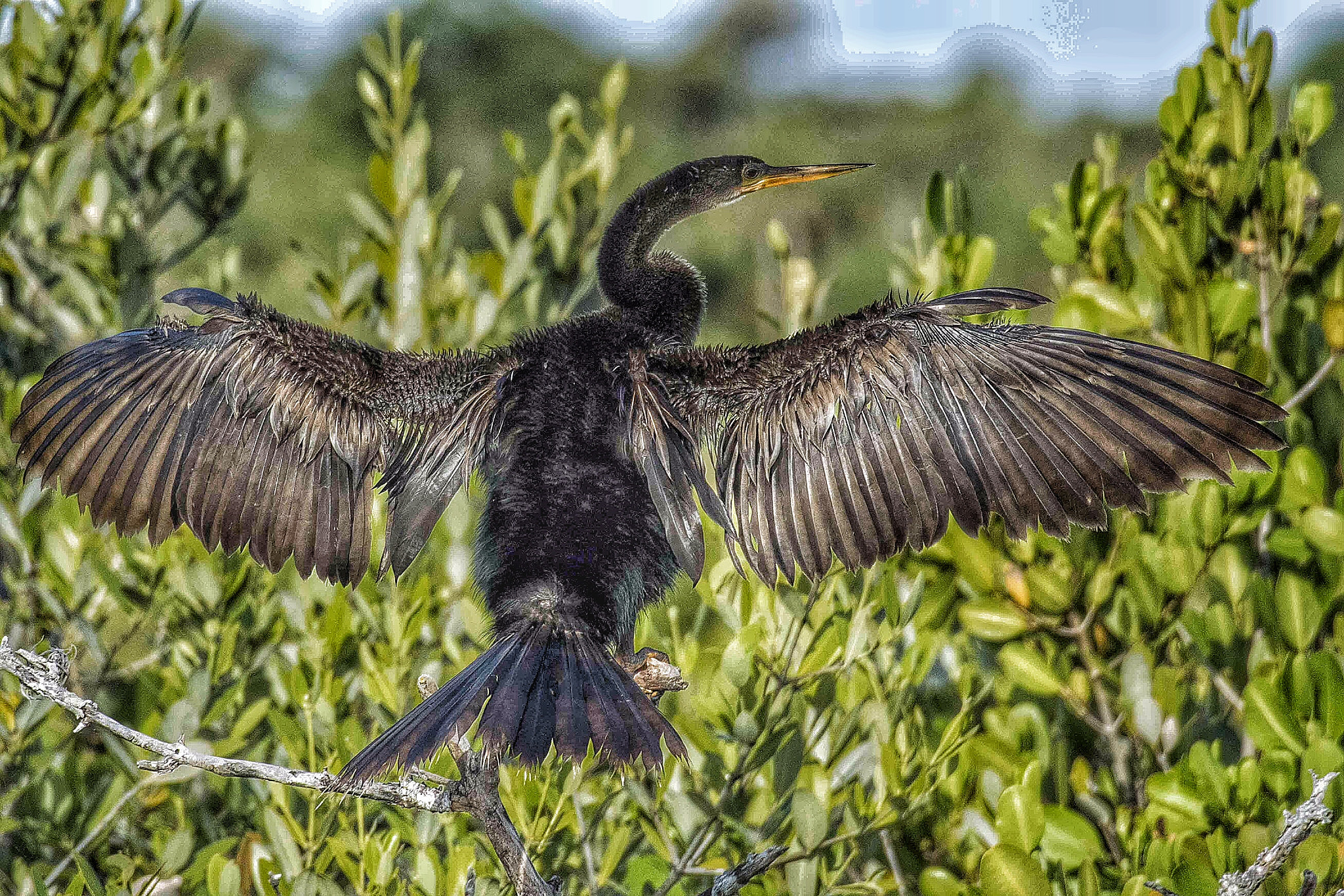 Nikon 1 Nikkor VR 70-300mm F4.5-5.6 sample photo. Anhinga photography